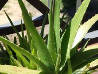 Einnahme von Aloe vera wirkt sich positiv auf den Blutzuckerspiegel aus
