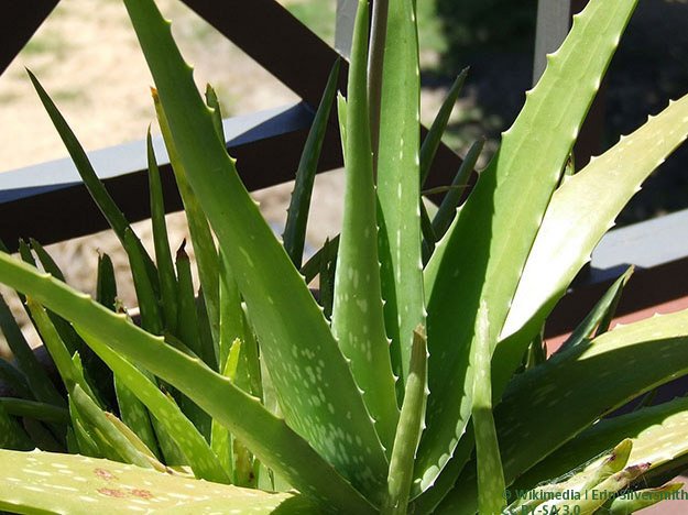 Einnahme von Aloe vera wirkt sich positiv auf den Blutzuckerspiegel aus