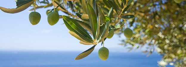 Carstens-Stiftung: Olivenblätter senken Blutdruck und Blutfette