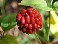 Ginseng besser als gedacht?