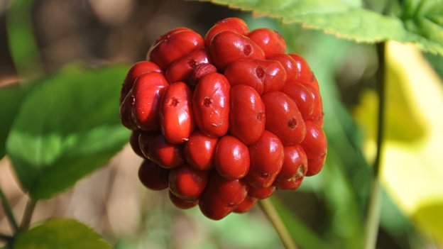 Ginseng besser als gedacht?