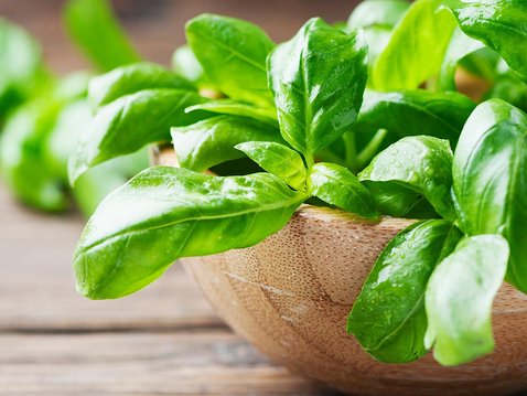 Basilikum: Ein Kraut gegen Depressionen und Angst?
