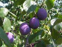 Pflaumen gelten als gesundheitsfördernd.