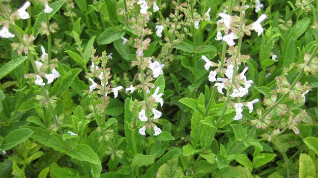 Danshen kann den Blutdruck normalisieren