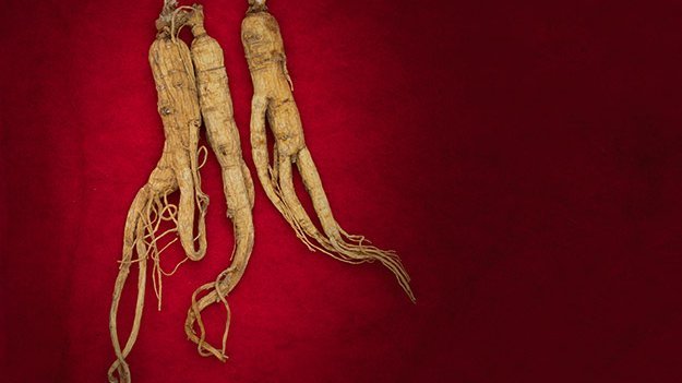 Carstens-Stiftung: Roter Ginseng stärkt das Immunsystem