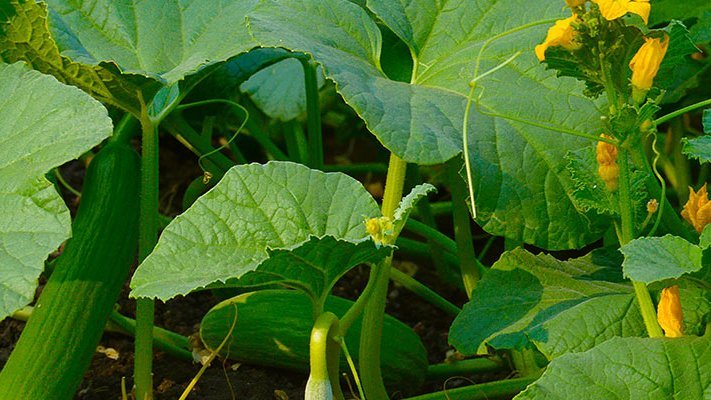 Natürliches Gurken Extrakt als bessere Alternative zu einer Glukosamin-Chondoitrin-Behandlung um leichte bis mäßige Arthrose zu heilen