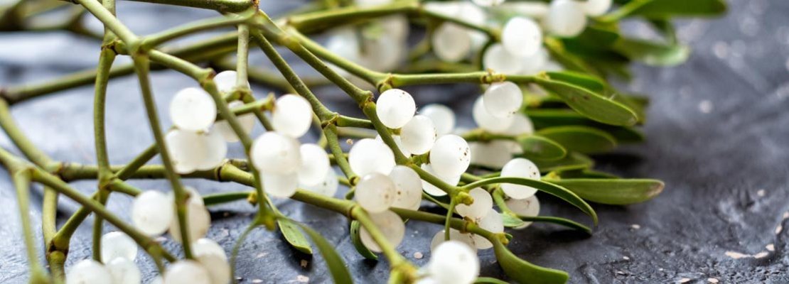 Debatte um die Misteltherapie