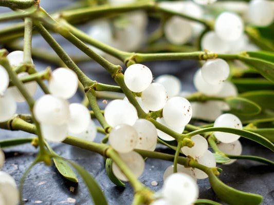 Debatte um die Misteltherapie