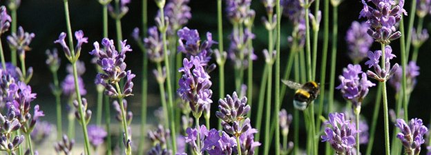 Carstens-Stiftung: Lavendel in der Phytotherapie