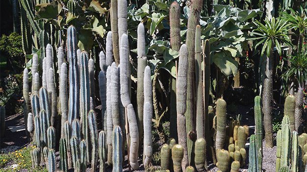 Carstens-Stiftung: Pflanzliches Viagra