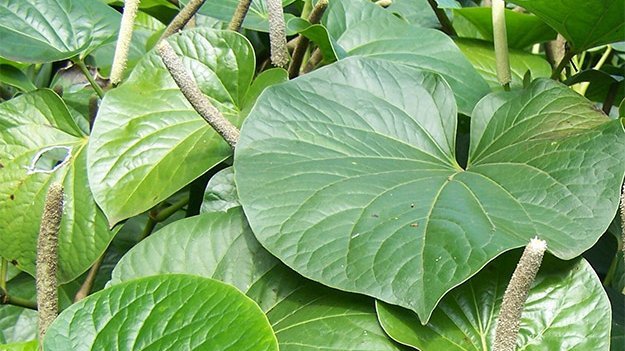 Carstens-Stiftung: Pflanzlich gegen Tuberkulose?