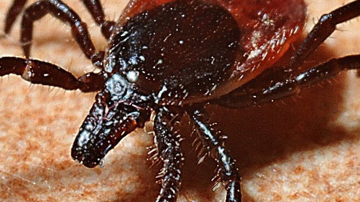 Borreliosetagung in der Münch-Ferber-Villa, Hof