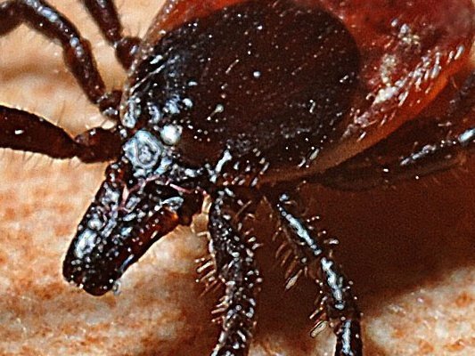 Borreliosetagung in der Münch-Ferber-Villa, Hof