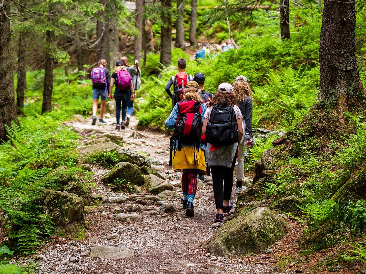 Waldtherapie: Profitieren Krebsüberlebende?