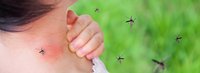 Hitze, Insekten, Sonne – diese zehn Heilpflanzen helfen