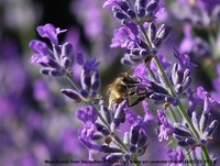 Carstens-Stiftung: Lavendel in der Pflanzentherapie