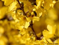 Carsten Stiftung: Galphimia glauca wirksam bei generalisierten Angststörungen