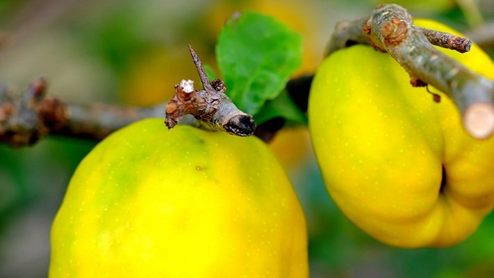 Carstens-Stiftung: Gar nicht übel: Quittensirup bei Schwangerschaftsübelkeit Carstens-Stiftung: Gar nicht übel: Quittensirup bei Schwangerschaftsübelkeit