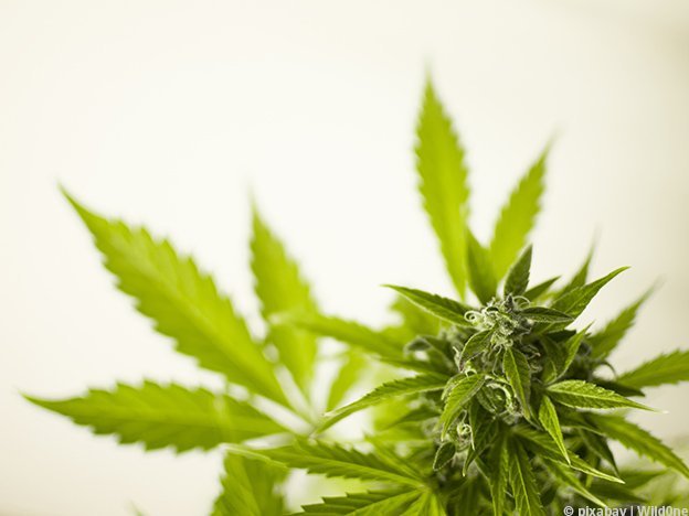 Carstens-Stiftung: Cannabis als Medizin: Worauf sollte ich achten? Dr. Christian Kessler im Interview