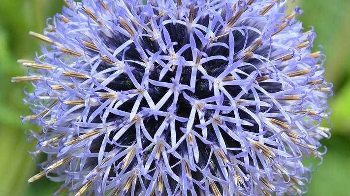 Carstens-Stiftung: Gebärmutterhals­entzündung natürlich behandeln?