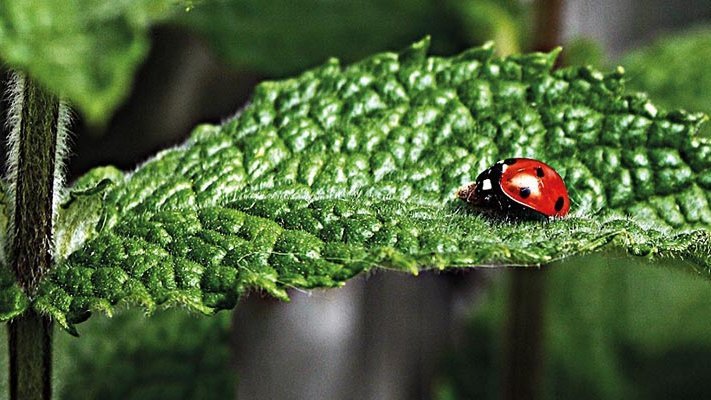 Pfefferminztee: Senkt er wirklich den Androgenspiegel beim Polyzystischen Ovarialsyndrom?