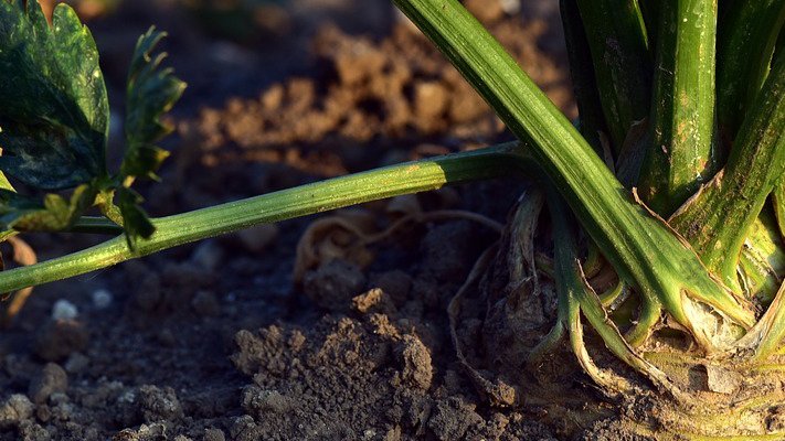 Selleriesamen gegen Parkinson