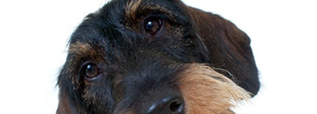 Carstens-Stiftung: Können Hunde Migräneanfälle erahnen?