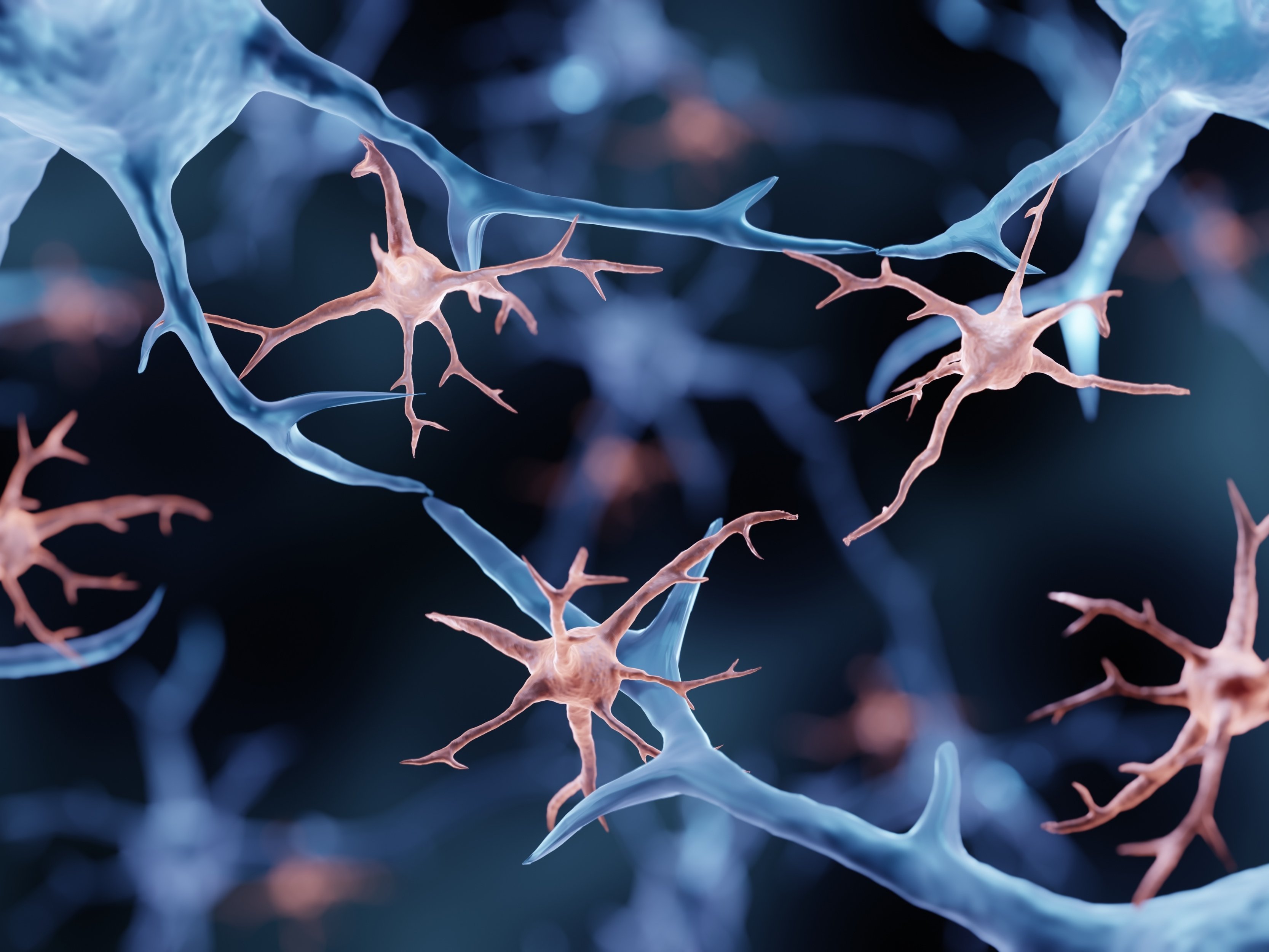 Mikrogliazellen sorgen für Immunabwehr im Gehirn