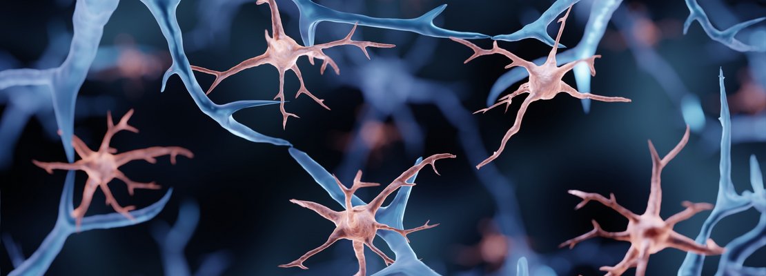 Mikrogliazellen sorgen für Immunabwehr im Gehirn