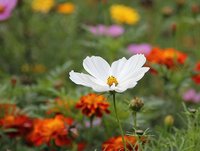 Carstens-Stiftung: Pflanzen gehen zu Herzen