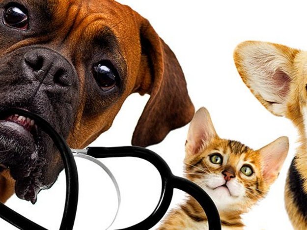 Carstens-Stiftung: Top 10 Homöopathie für Hund und Katze