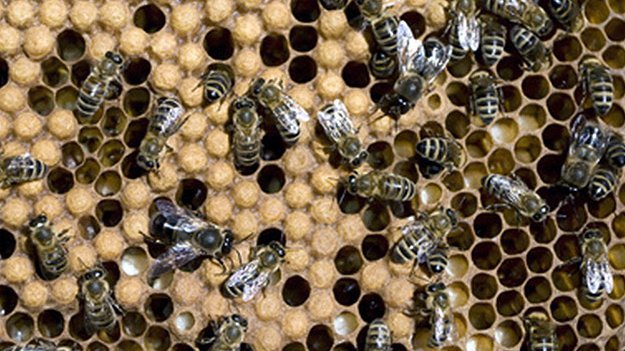 Carstens-Stiftung: Honig plus Kaffee bei hartnäckigem Husten