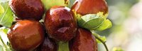 Chinesischer Jujube bei erhöhtem Blutzucker und Cholesterin
