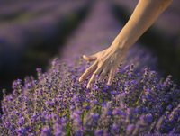 Kümmel, Kümmelöl-Extrakt, Appetitreduktion, Gewichtskontrolle, Übergewicht, Body-Mass-Index, Gewichtsreduktion, Abnehmen, Appetit, Ad libitum-Pizza-Test, Sättigungsgefühl