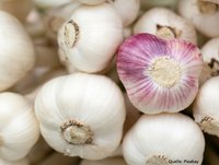 Carstens-Stiftung: Stärkt Knoblauch die Knochen?