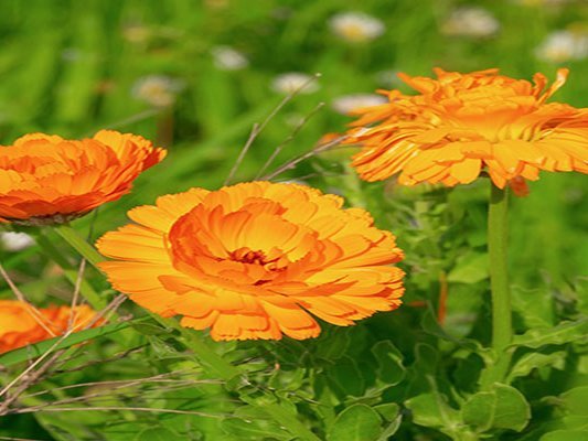 Senioren schwören auf Naturheilkunde Senioren schwören auf Naturheilkunde