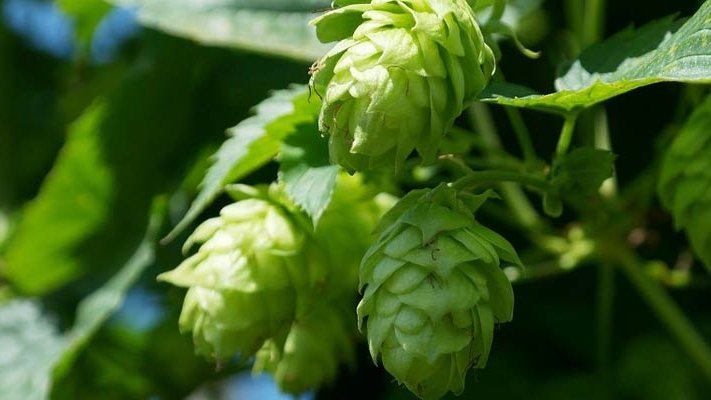 Phytoöstrogene aus dem Hopfen helfen