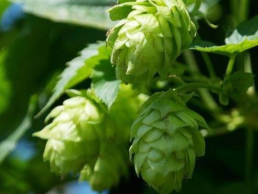Phytoöstrogene aus dem Hopfen helfen