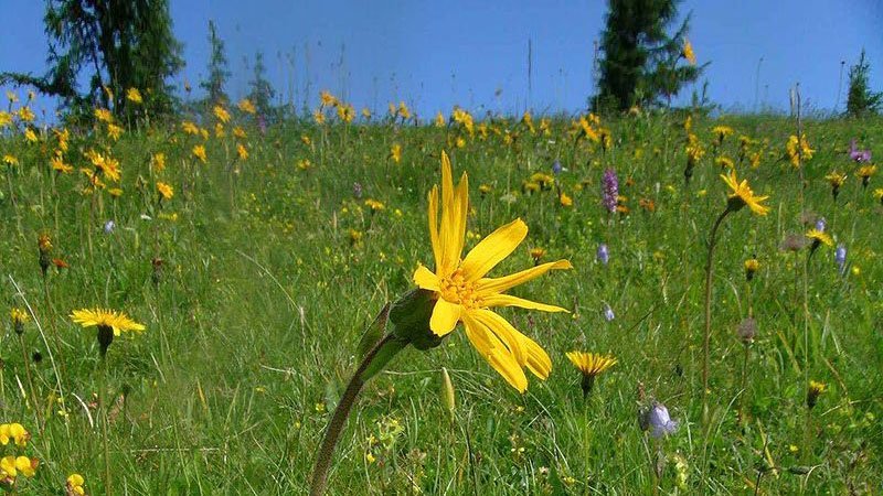 Carstens-Stiftung: Arnika bei Schlaganfall und Multipler Sklerose.