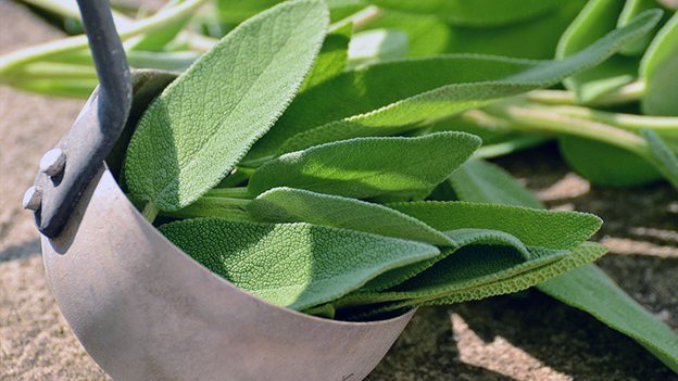 Salbei-Behandlung bei Hitzewallungen von Männern sinnvoll. Salbei-Behandlung bei Hitzewallungen von Männern sinnvoll.