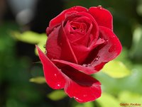 Carstens-Stiftung: Rosenduft sorgt für Entspannung.