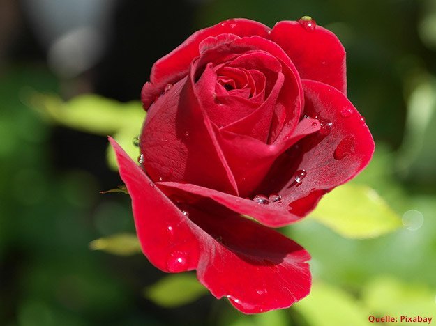 Rosenduft sorgt für Entspannung Carstens-Stiftung: Rosenduft sorgt für Entspannung.