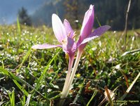 Carstens-Stiftung: Herbstzeitlose hilft überaktiver Schilddrüse.