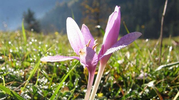 Carstens-Stiftung: Herbstzeitlose hilft überaktiver Schilddrüse. Carstens-Stiftung: Herbstzeitlose hilft überaktiver Schilddrüse.