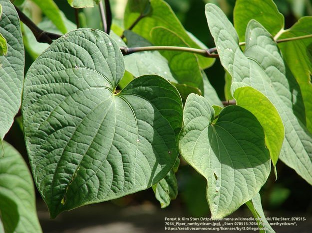 Carstens-Stiftung: Kava Kava ist ein pflanzliches Mittel bei nervösen Angst-, Spannungs- und Unruhezuständen. Kava-Kava bald doch wieder auf dem Markt?