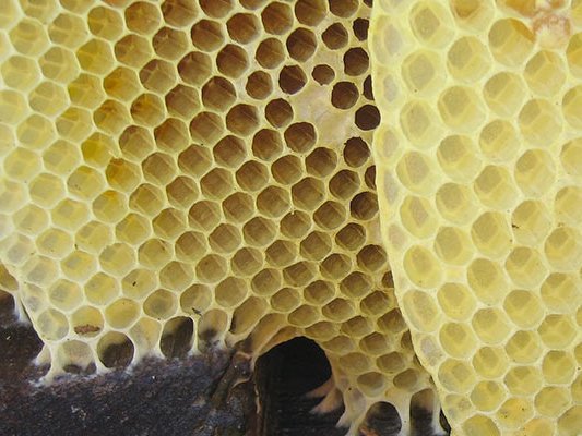 Bienenwachs bei Brandwunden