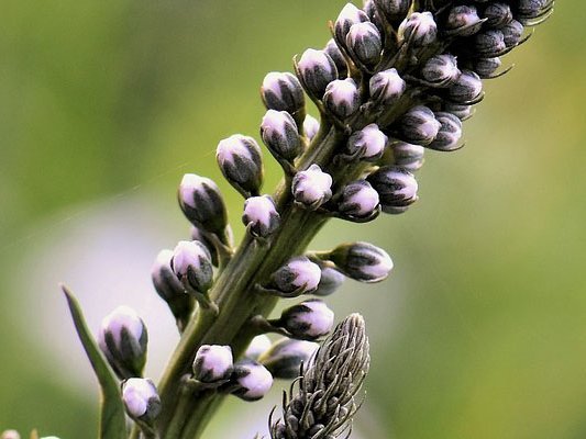Trauben-Silberkerze bei Wechseljahresbeschwerden? Trauben-Silberkerze bei Wechseljahresbeschwerden?