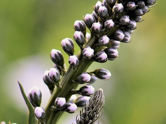 Trauben-Silberkerze bei Wechseljahresbeschwerden? Trauben-Silberkerze bei Wechseljahresbeschwerden?