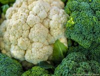 Brokkoli-Wirkstoffe gegen Krebs