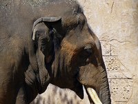 Carstens-Stiftung: Pflanzen in der Alzheimertherapie